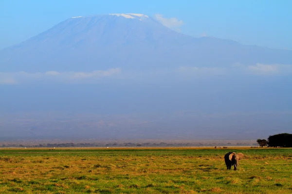 stock image Mount Kilimanjaro in Africa