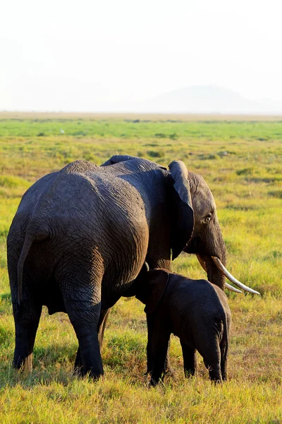 Female elephant with young drinking — Stock Photo, Image