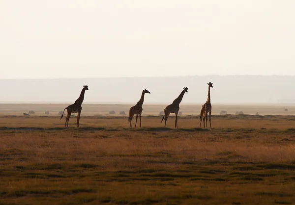 Чотири жирафи в вечірньому небі — стокове фото