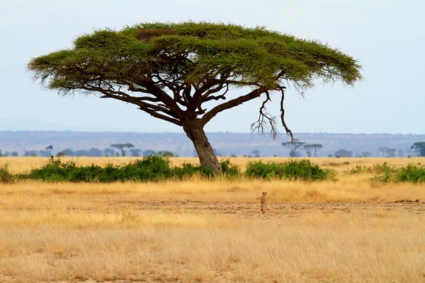 Landscape with Acacia tree and cheetah — Stock Photo, Image