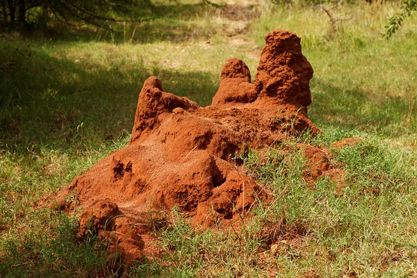 stock image African termite hill