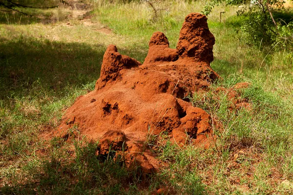 stock image African termite hill