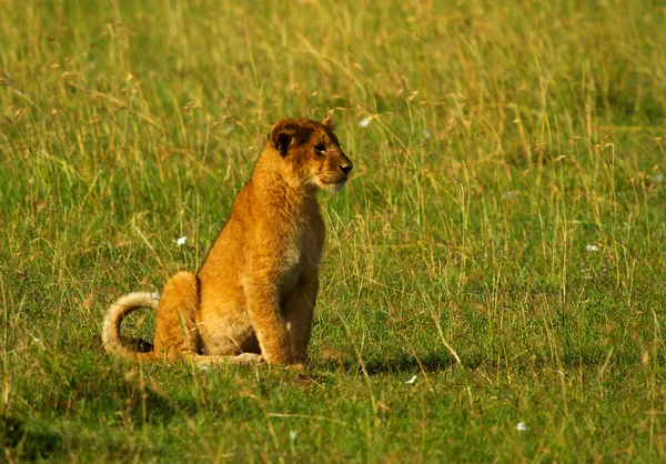 One little lion cub — Stock Photo, Image