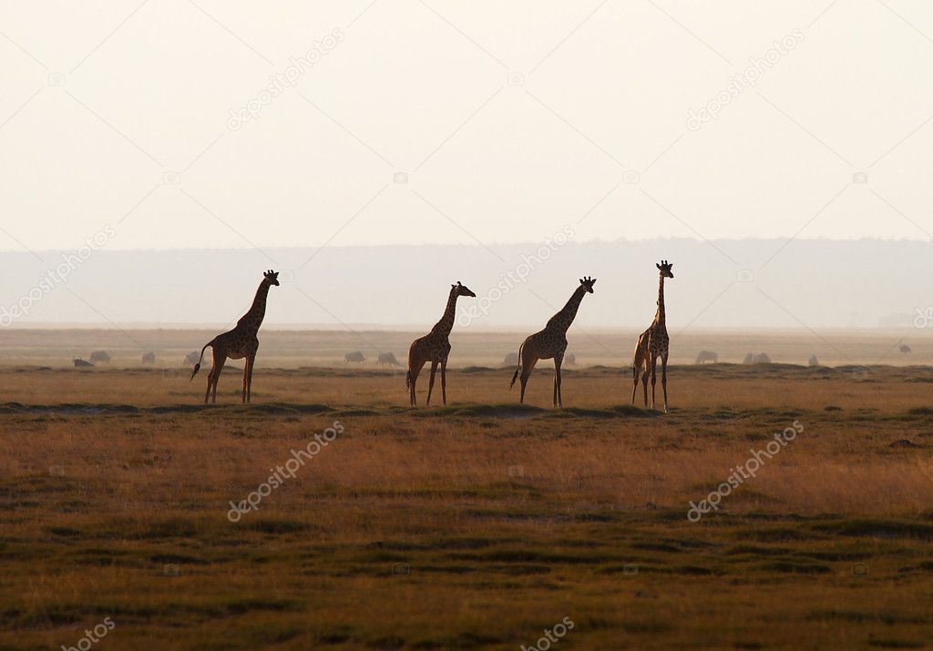 Four giraffes in evening sky