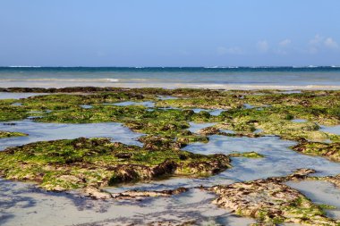 dania beach Kenya üzerinde deniz yosunu