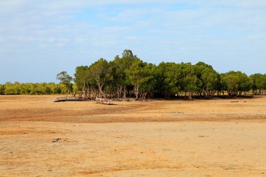 ebb içinde Afrika mangrov ağaçlar