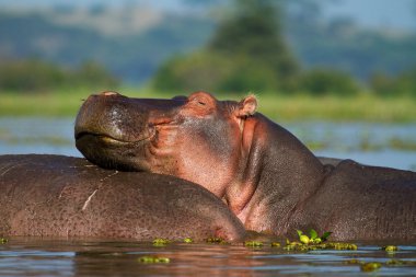 Lazy African hippo clipart