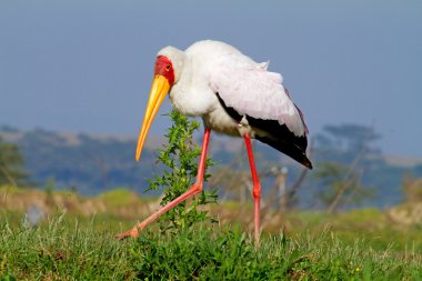 African yellow-billed stork bird clipart