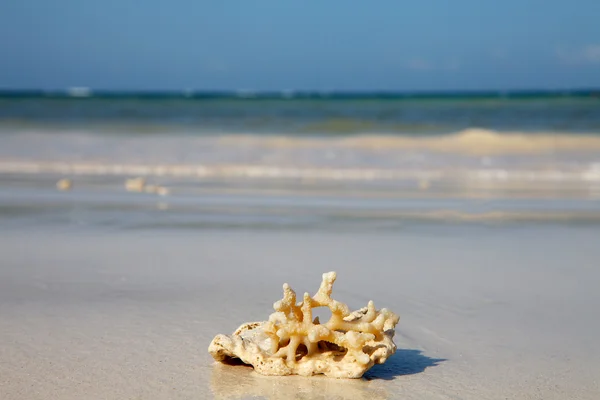 Коралл на пляже — стоковое фото
