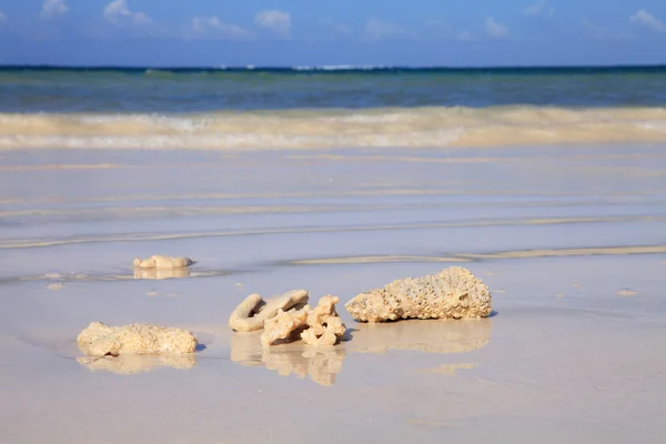 Корали на пляжі — стокове фото