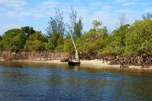 Веслувальний човен і мангрові дерева — стокове фото