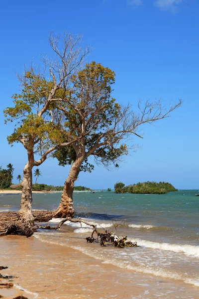 Mangrove trees on tropical beach — Stock Photo, Image