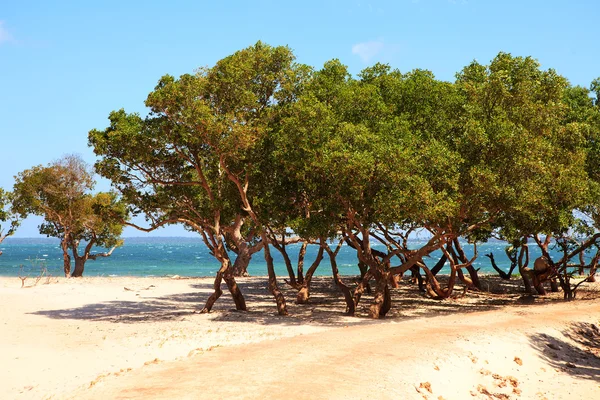 红树林热带海滩上的树木 — 图库照片
