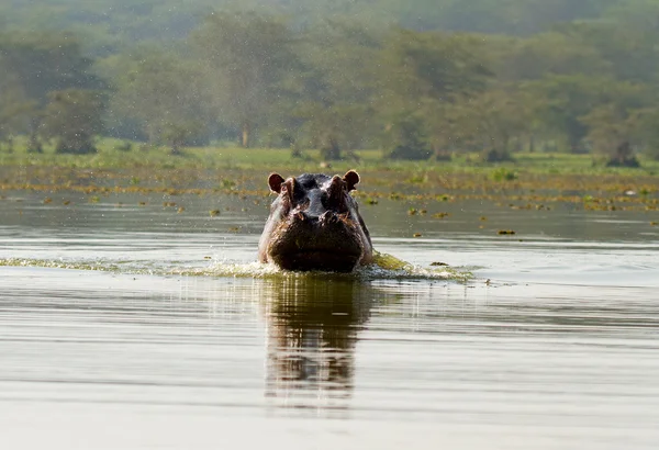Hipopótamo irritado na água — Fotografia de Stock