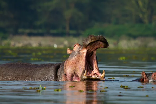 Flodhäst med öppen mun — Stockfoto