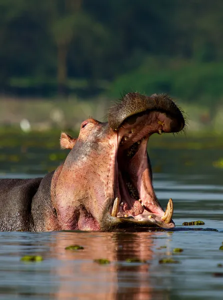 Hipopotam z otwartymi ustami — Zdjęcie stockowe