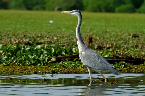 Grey African heron bird — Stock Photo, Image