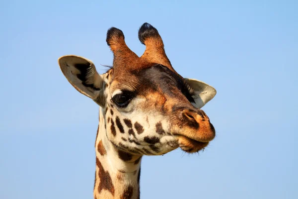 Retrato de jirafa Masai africana —  Fotos de Stock