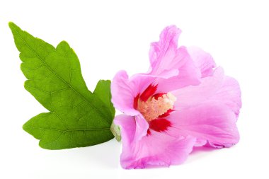 tatlı pembe hibiscus çiçek