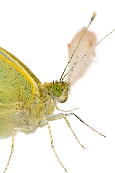 Бабочка из капусты крупным планом — стоковое фото