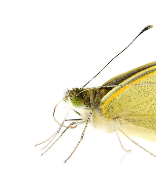 Бабочка из капусты крупным планом — стоковое фото