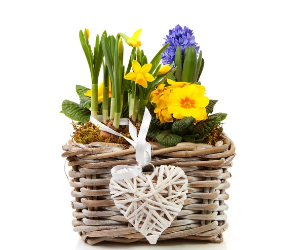 Basket spring flowers — Stock Photo, Image