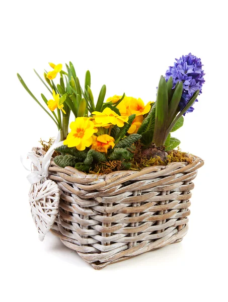 stock image Basket spring flowers