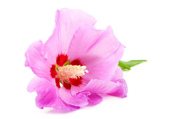 Fiore di ibisco rosa in primo piano — Foto Stock