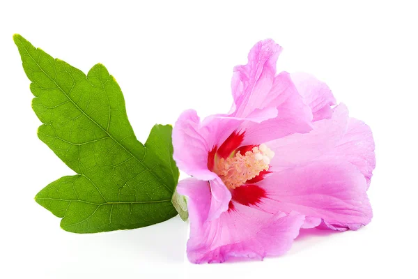 Flor rosa de hibisco en primer plano — Foto de Stock