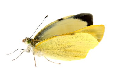 Cabbage butterfly in closeup clipart