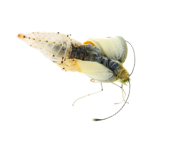 Капустная бабочка выходит из кокона — стоковое фото