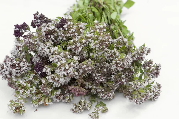 Oregano with flowers Stock Picture