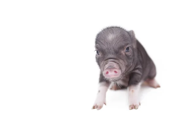 Newborn Piglet Royalty Free Stock Photos
