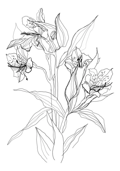 Dibujo flor alstrameriya — Archivo Imágenes Vectoriales