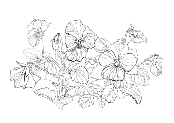 Kwiaty altówka — Wektor stockowy