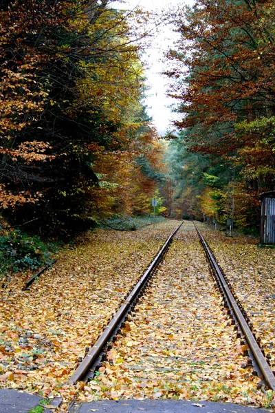 Schienen im Herbst vías férreas en el otoño — Foto de Stock