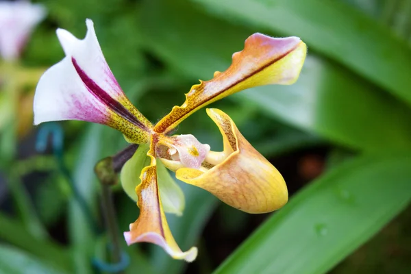 Paphiopedilum orchid — стоковое фото