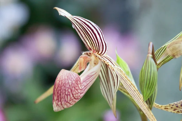 Paphiopedilum orchidée — Photo