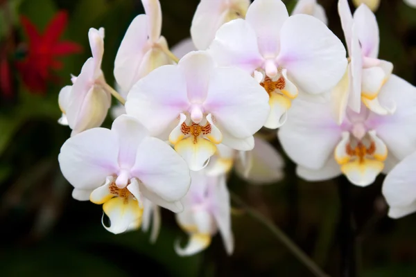 Орхидея Фаленопсиса — стоковое фото