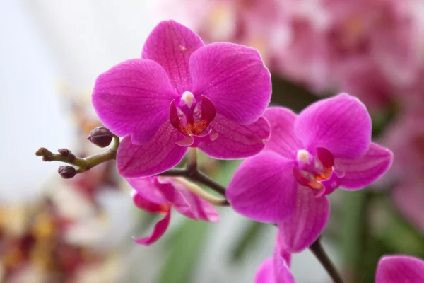Орхидея Фаленопсиса — стоковое фото