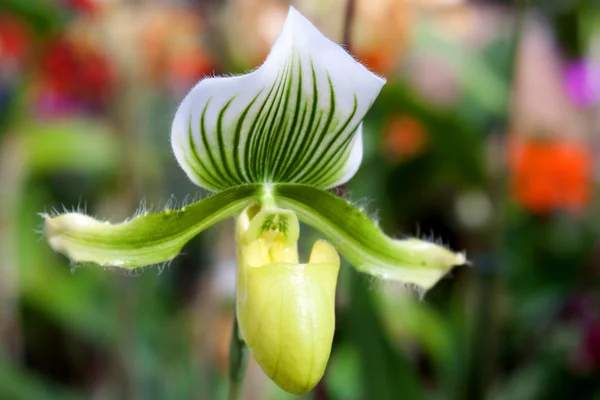 Orchidea paphiopedilum — Foto Stock