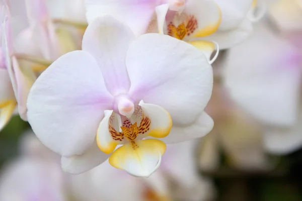 Orchidée de Phalaenopsis — Photo