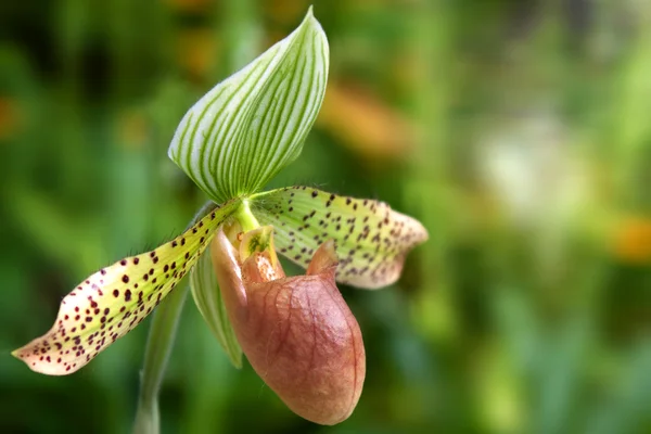 Orquídea de paphiopedilum — Fotografia de Stock