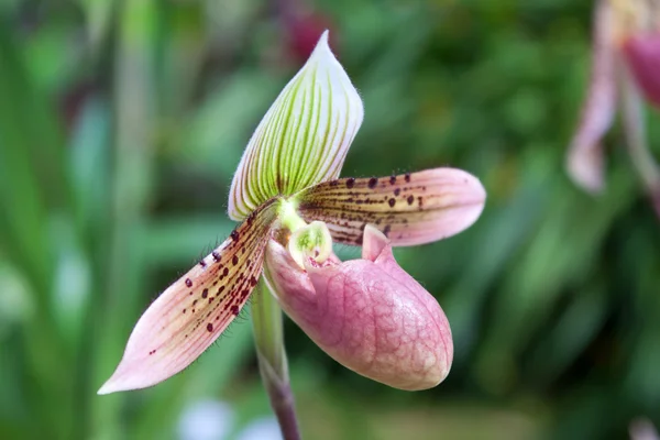 Orquídea paphiopedilum —  Fotos de Stock