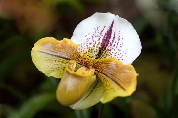 Paphiopedilum orkide — Stok fotoğraf