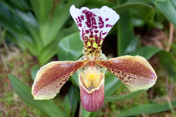 Paphiopedilum orkide — Stok fotoğraf