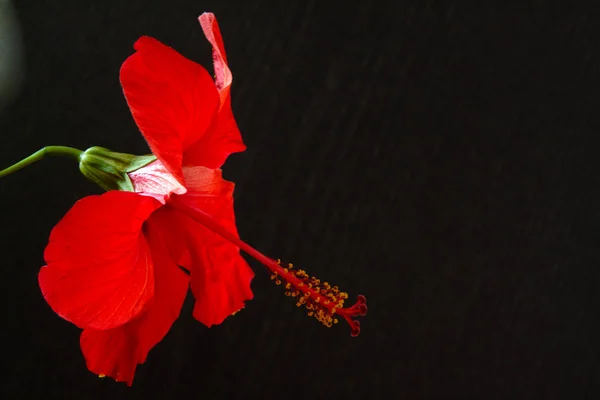 Hibiscus fasha-sinensis — стоковое фото