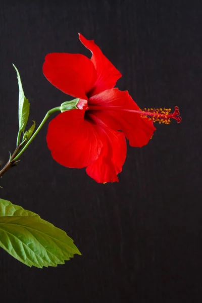 Ibisco rosa-sinensis — Foto Stock