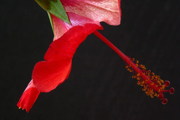 Hibiscus rosa-sinensis — Stock Photo, Image