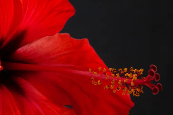 Hibiscus rosa-sinensis — Zdjęcie stockowe